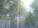 竹林(01)