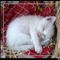 猫2