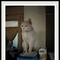 猫在基金系列2