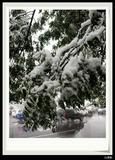 11月1日雪景3