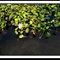 荷花4