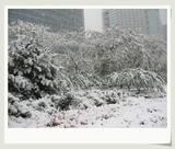 11月1日雪景6