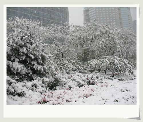 11月1日雪景6
