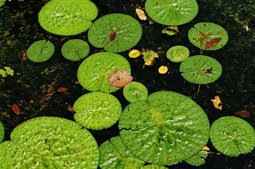 夏天的荷花 我爱摄影 电影