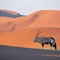Oryx Antelope