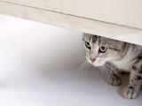 藏猫猫