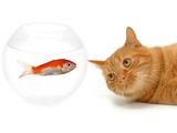 天敌VS猎物
