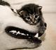 初生小猫不怕狗