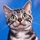 相册·猫