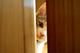 好奇的猫猫