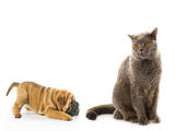 强势的猫 弱势的狗
