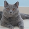 英国短毛猫