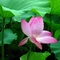 荷1