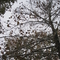 20091112 067