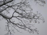 20091112 070