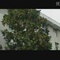 花杂乱5