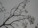 20091112 035