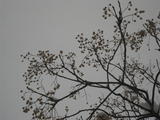 20091112 036