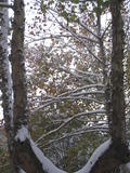 20091112 064