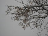 20091112 037