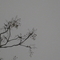 20091112 039