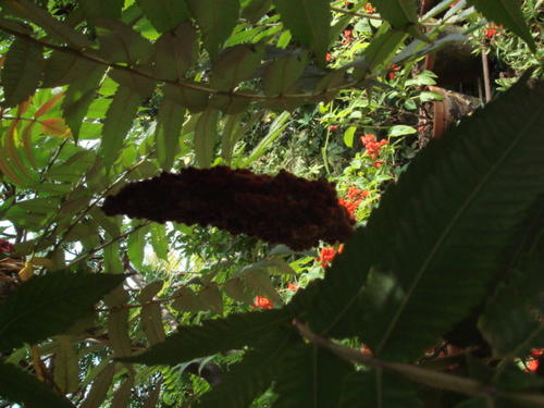 DSC00935