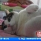该减肥了