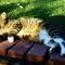 Fat%20cat