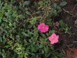 DSC00937