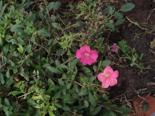 DSC00937