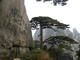 黄山松