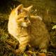 _____Cat_by_d_a_r_e_k