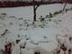 20091110之雪