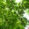 阳光透过树梢