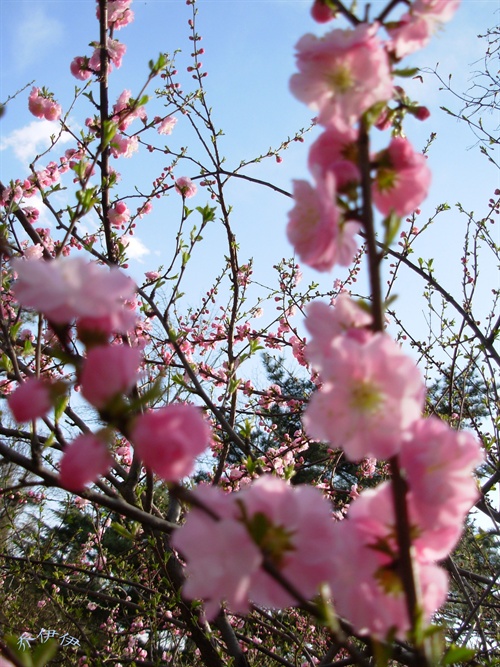 桃花深处