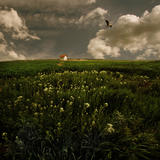 JID2C85025_203_500_320