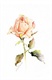 tea_rose