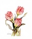 pink_ladies