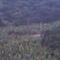 肖明家景6