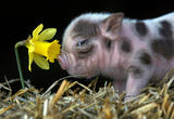 piggy2