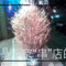 图像019