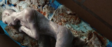 PDVD_003