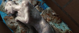 PDVD_001