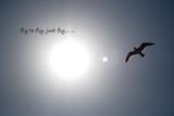 fly