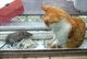 买了只猫后，我家老鼠泛滥了1