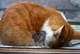 买了只猫后，我家老鼠泛滥了5
