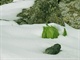 雪莲的真实面目1