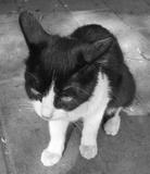 cat