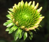 bloom