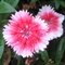 botany